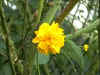 fleur-1-n.jpg (39557 octets)