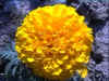 fleur-11-n.jpg (30103 octets)