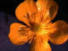 fleur-6-n.jpg (15975 octets)