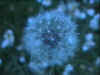 fleur-7-n.jpg (15973 octets)