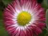 fleur-9-n.jpg (23384 octets)