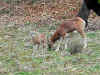 mouflon.jpg (47317 octets)