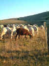 mouton.jpg (45365 octets)