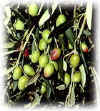 olives.jpg (15931 octets)